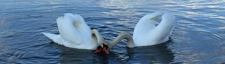 Plenty of waterfowl are always near the Marina!